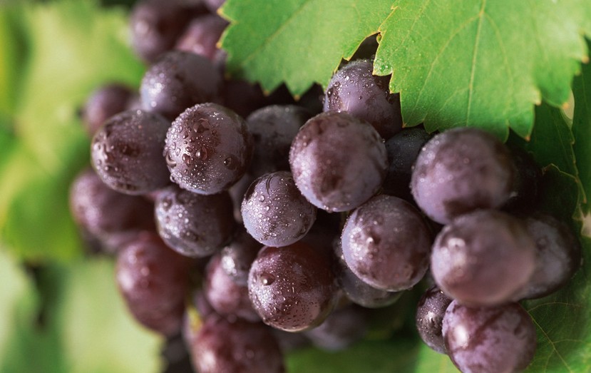 “葡萄美酒夜光杯”，敦煌陽(yáng)關(guān)葡萄最甜美