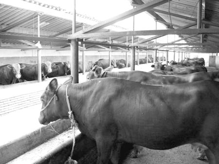 產(chǎn)業(yè)發(fā)展看平?jīng)觥捌經(jīng)黾t?！眽?nèi)開(kāi)花墻外紅