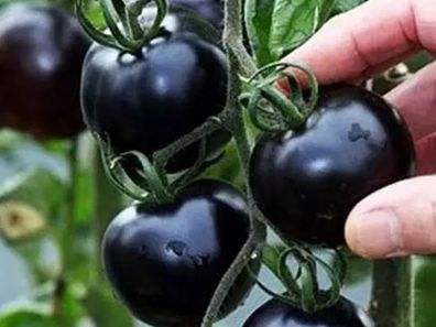 快看！蘭州新區(qū)高優(yōu)新特圣女果“黑羅漢”成熟待摘