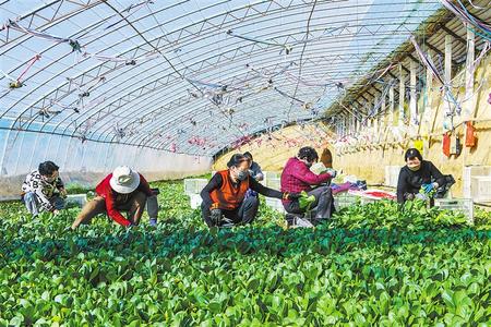 慶陽市西峰區(qū) 夯實群眾增收基礎