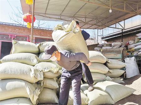 慶陽寧縣中藥材合作社有序恢復生產