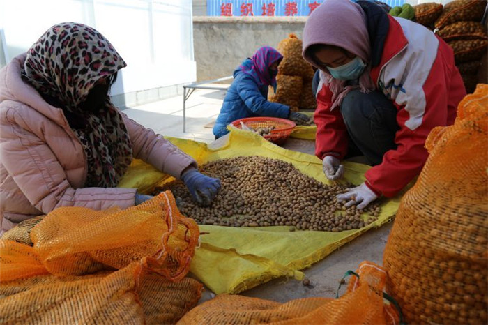 了不起！甘肅定西馬鈴薯良種出口7個(gè)國(guó)家