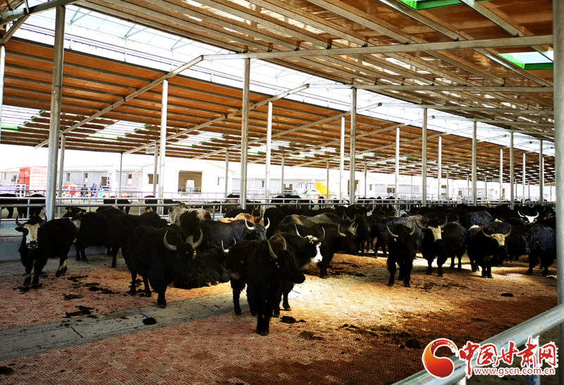 【甘肅省決戰(zhàn)決勝脫貧攻堅】農(nóng)牧結(jié)合養(yǎng)起“脫貧?！?產(chǎn)業(yè)增效共唱“致富歌”