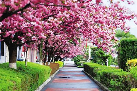 【印象隴原】去兩當(dāng)，與櫻花赴約