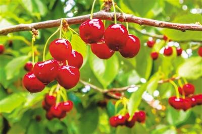 五一游甘肅丨紅了！景泰沙漠櫻桃等你來摘