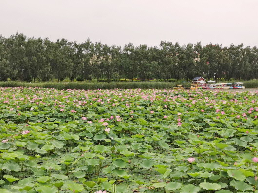 一池荷花開(kāi) 等著你“荷”影