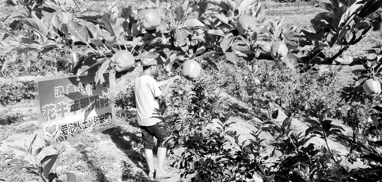 “于堡村果園”開張記——認(rèn)購“一棵樹”，結(jié)出“致富果”