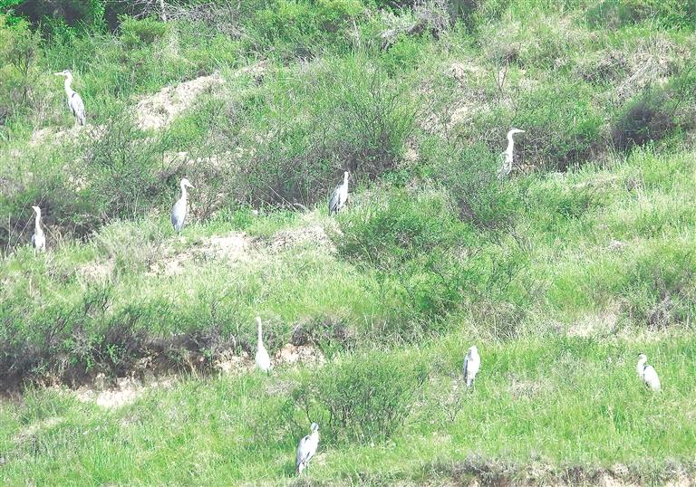 臨夏州康樂(lè)縣加強(qiáng)生態(tài)保護(hù)開(kāi)展愛(ài)鳥(niǎo)護(hù)鳥(niǎo)活動(dòng)