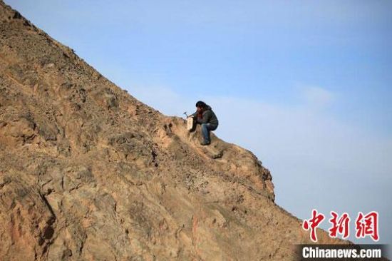 圖為敦煌“80后”畫家張杰龍?jiān)诙鼗腿Ｉ嚼锊杉V石顏料。(資料圖)受訪者供圖