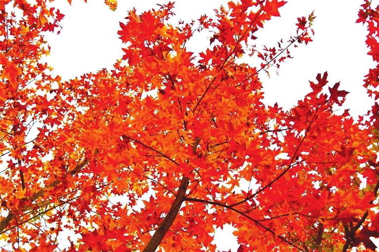 出彩啦！蘭州高校秋景驚艷來襲，快到秋日調(diào)色盤里pick你的母校