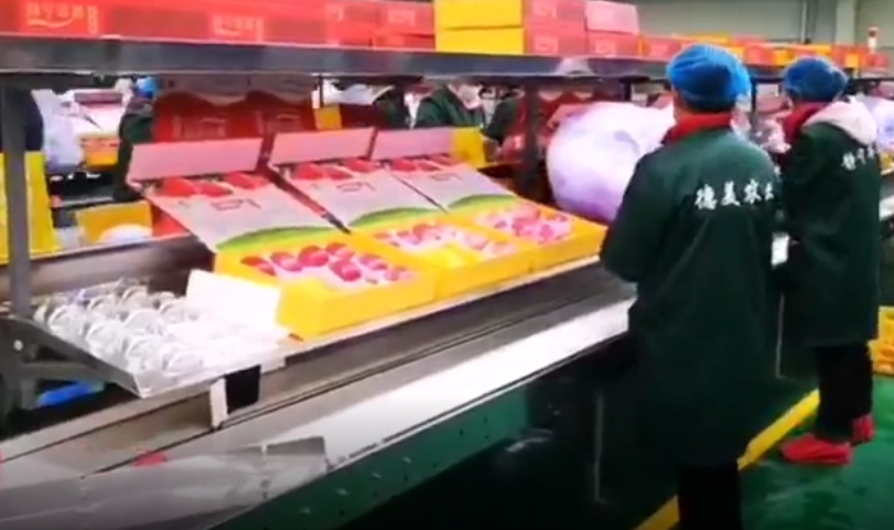 【獨家視頻】快訊丨甘肅省委副書記、代省長任振鶴在靜寧縣調(diào)研蘋果產(chǎn)業(yè)發(fā)展