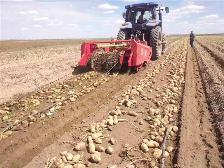 土橋不“土”立潮頭——臨夏縣土橋鎮(zhèn)實施農業(yè)產業(yè)結構優(yōu)化升級見聞