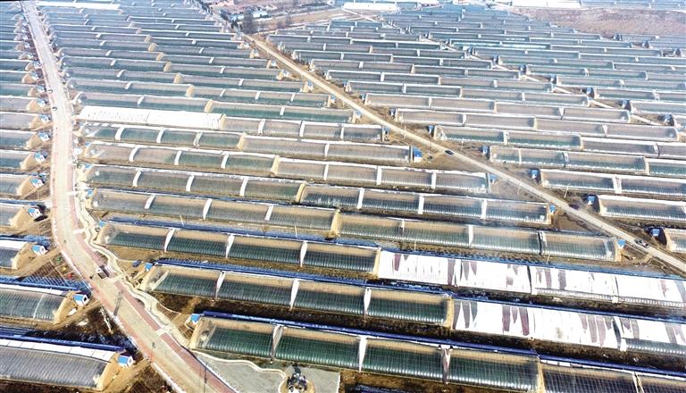 臨夏州永靖縣大力發(fā)展蔬菜種植產業(yè)