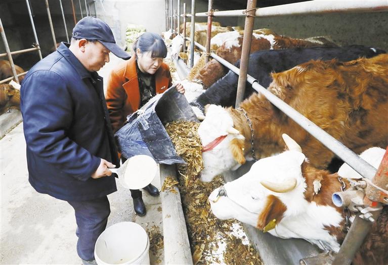 我和我的家鄉(xiāng)丨定西臨洮縣黨家墩村：“牛”產(chǎn)業(yè)帶來“?！比兆?>
        </a><em>我和我的家鄉(xiāng)丨定西臨洮縣黨家墩村：“?！碑a(chǎn)業(yè)帶來“?！比兆?/em></li>
    <li><a  target=