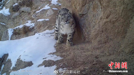 精靈漫步！甘肅阿克塞祁連山深處現(xiàn)雪豹身影