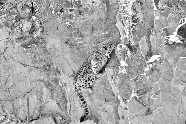 首例！肅北鹽池灣保護(hù)區(qū)一只雪豹被戴上定位項(xiàng)圈