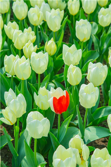 花叢中，別具一格。羅云希 攝