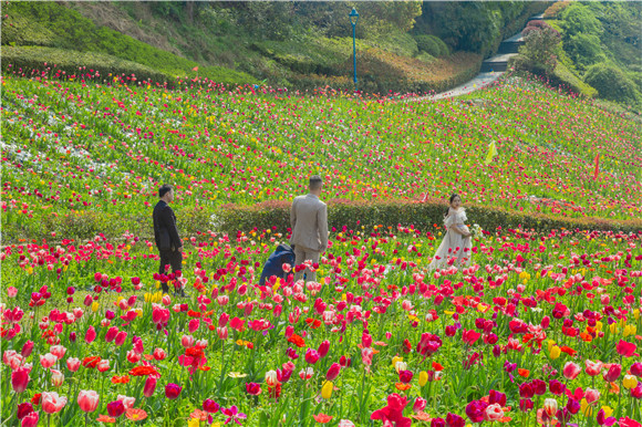 花海間，拍上一組美美的婚紗照。羅云希 攝