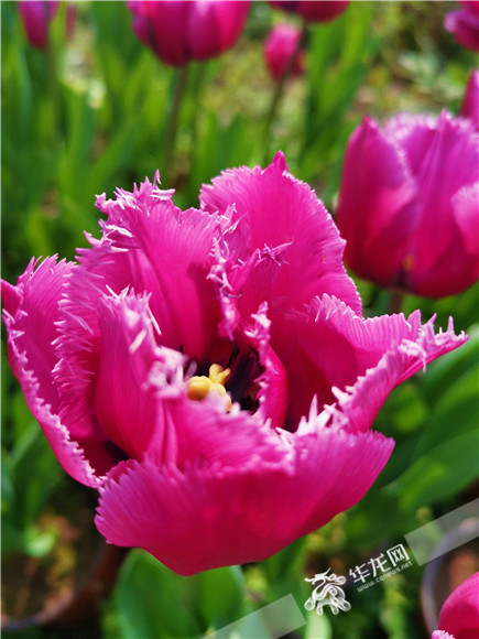 特色郁金香品種，花邊呈鋸齒狀。華龍網(wǎng)—新重慶客戶端記者 舒婷 攝