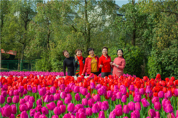 游客在郁金香花海里拍照打卡。羅云希 攝