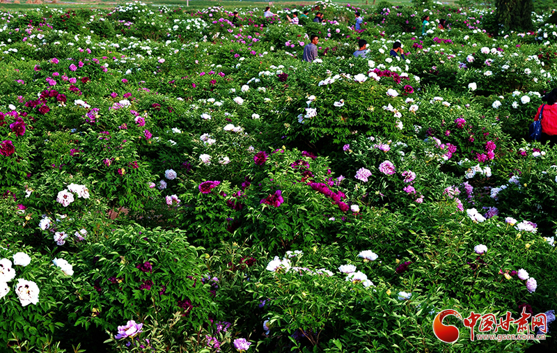 閱盡繁花盛景！定西文旅邀您共赴“紫斑牡丹”之約