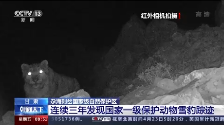 “大貓”出沒！甘肅尕海則岔保護區(qū)連續(xù)三年發(fā)現雪豹蹤跡
