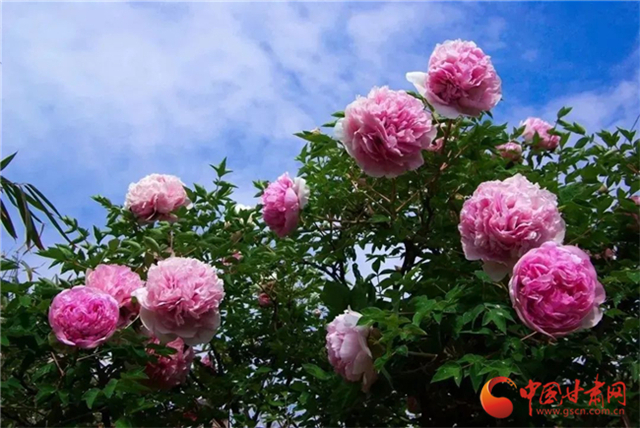 【五一游甘肅】暢游“臨洮縣紫斑牡丹文化旅游節(jié)”，這份攻略請收下！