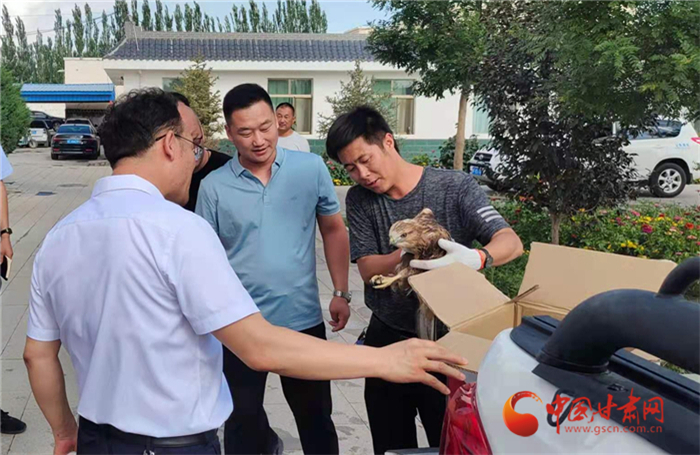 酒泉瓜州：國家二級(jí)保護(hù)動(dòng)物鵟“落難” 群眾熱心救助