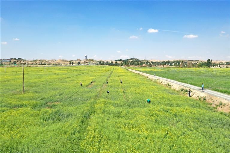 望天田”“撂荒田”變成豐收田中川園區(qū)書寫鄉(xiāng)村振興新篇章