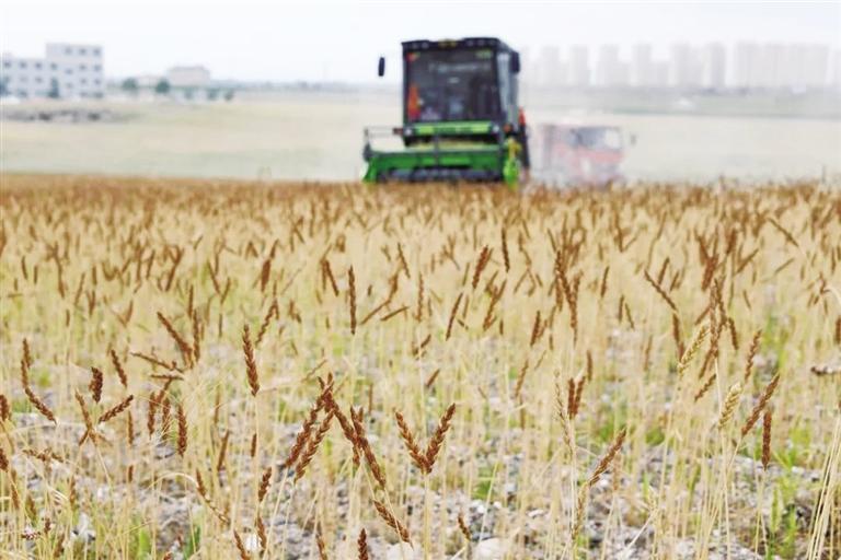 蘭州新區(qū)秦川園區(qū)1800畝“禾尚頭”開鐮收割