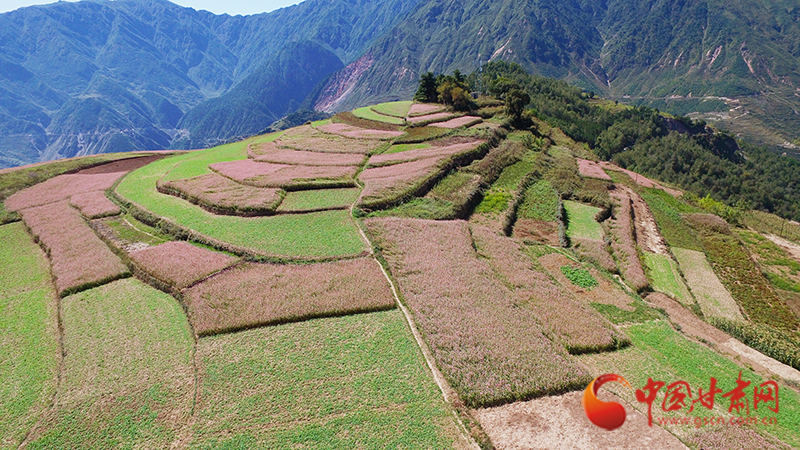 【隴拍客】隴南武都：漫山飄香蕎麥花開(kāi)艷