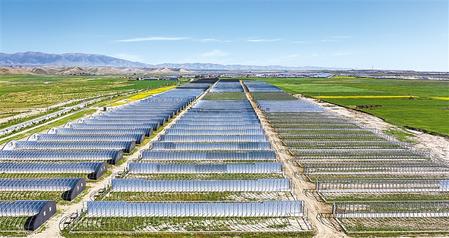 武威天?？h松山鎮(zhèn)德吉新村秀珍菇科技產(chǎn)業(yè)園初具規(guī)模