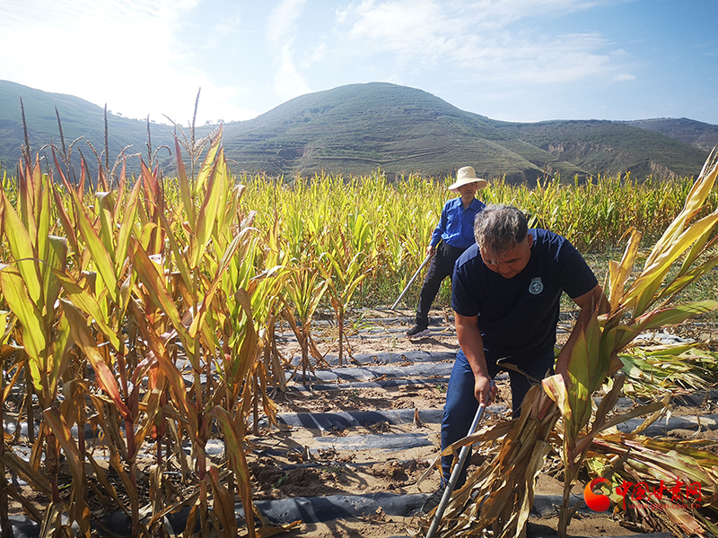 【慶豐收 感黨恩】定西安定：劉鴻奎的豐收節(jié)！