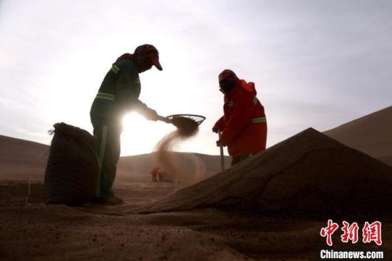 圖為“駱駝保姆”用土方法清理駝糞?！垥粤?攝