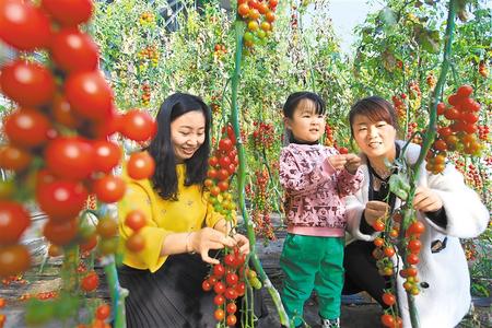 酒泉市肅州區(qū)東洞戈壁產(chǎn)業(yè)園里的圣女果、人參果陸續(xù)成熟上市