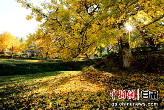 隴南徽縣銀杏樹最美的時候，當(dāng)屬每年的10月至11月。圖為樹葉已染黃的銀杏樹。張承榮 攝