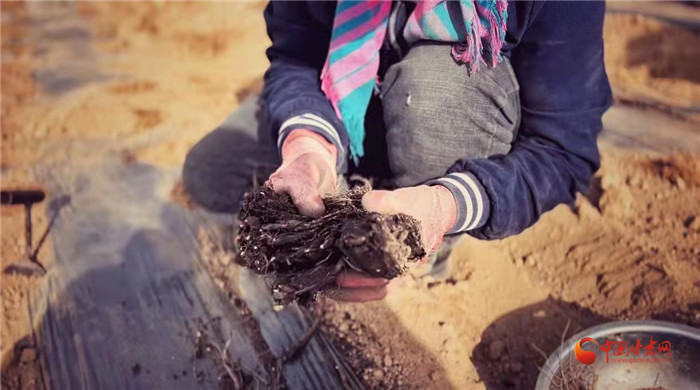 【隴拍客】好消息！榆中縣馬坡鄉(xiāng)在高海拔的馬銜山山麓種植1500畝當(dāng)歸