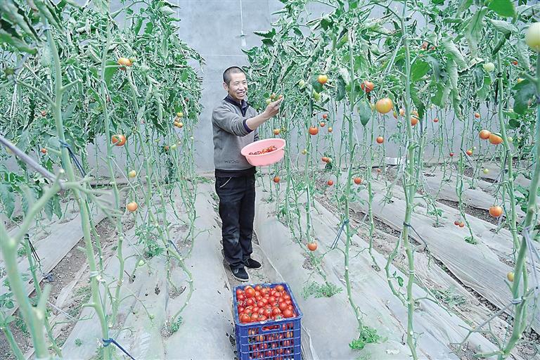 臨夏縣尹集、刁祁鎮(zhèn)易地扶貧搬遷后續(xù)產(chǎn)業(yè)園有日光溫室534座