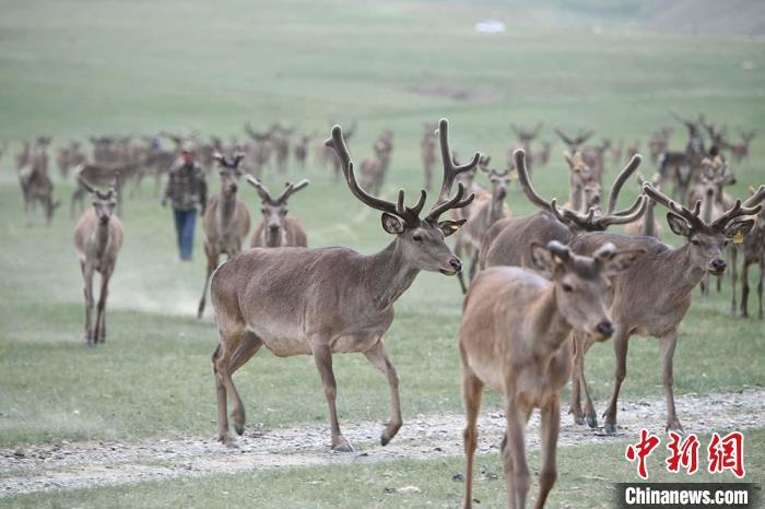 圖為肅南縣馬鹿養(yǎng)殖場(chǎng)內(nèi)的鹿群。　楊艷敏 攝