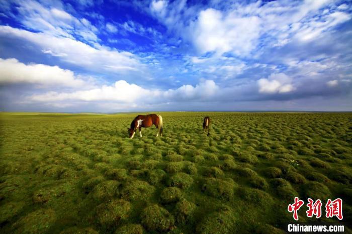 圖為甘肅甘南藏族自治州草原風(fēng)光。(資料圖) 艾慶龍 　攝