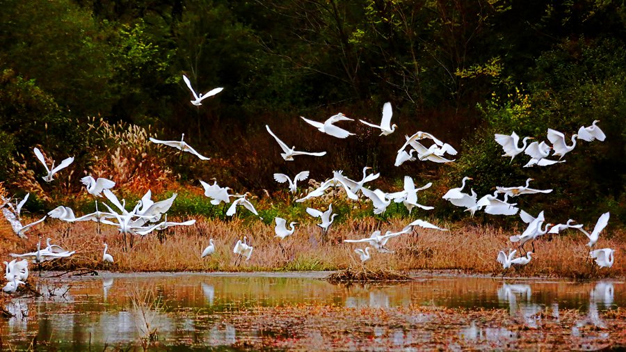 白鷺翩躚舞初冬。吳康軍攝