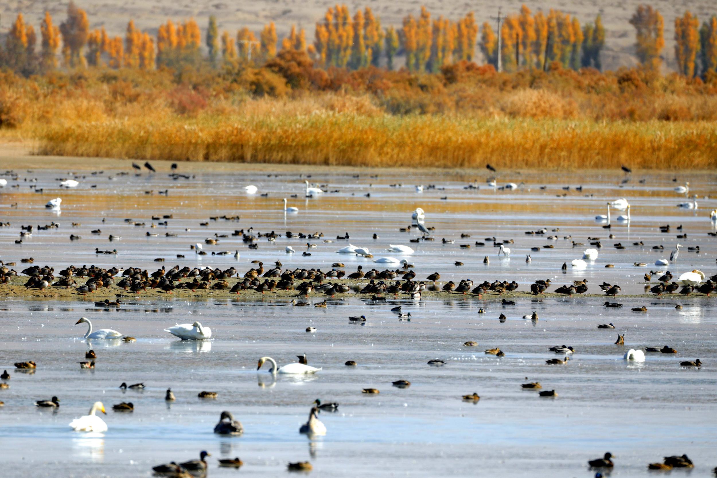 天鵝飛抵高臺(tái)縣黑河濕地嬉戲覓食、棲息越冬。尹昭霞攝