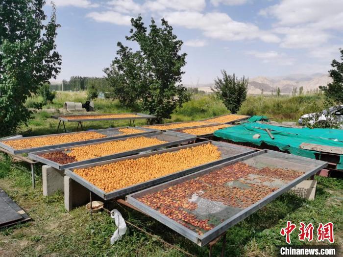 圖為肅北蒙古族自治縣的“李廣杏”。(資料圖) 受訪者供圖