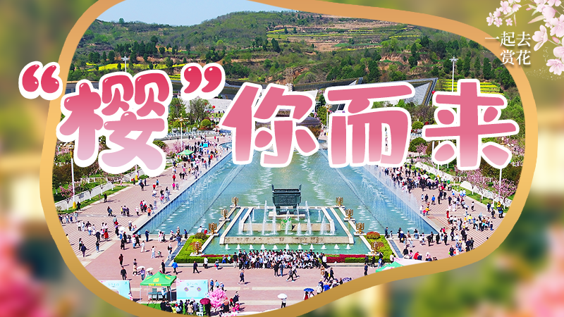 海報(bào)|春色爛漫，一組海報(bào)“云賞”櫻花盛開