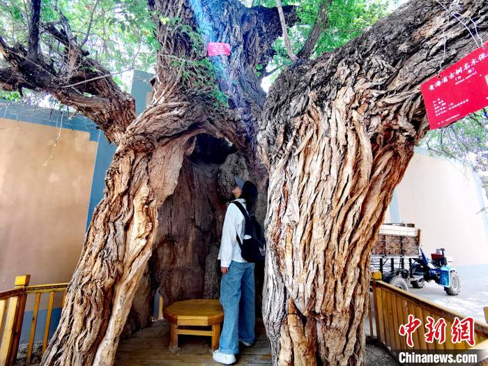 青海海東市阿河灘地質(zhì)文化村：古樹新枝、丹山碧水