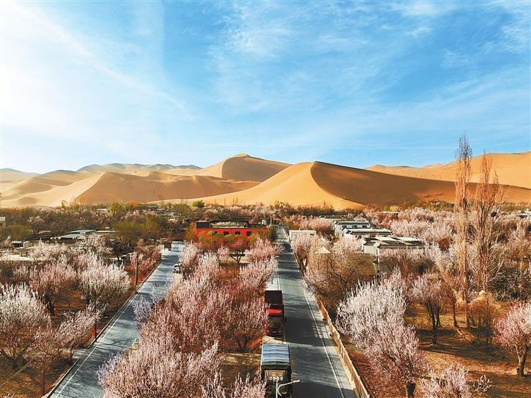 近日，敦煌鳴沙山下的李廣杏杏花陸續(xù)開放，美如畫卷。新甘肅·甘肅日?qǐng)?bào)通訊員　張曉亮