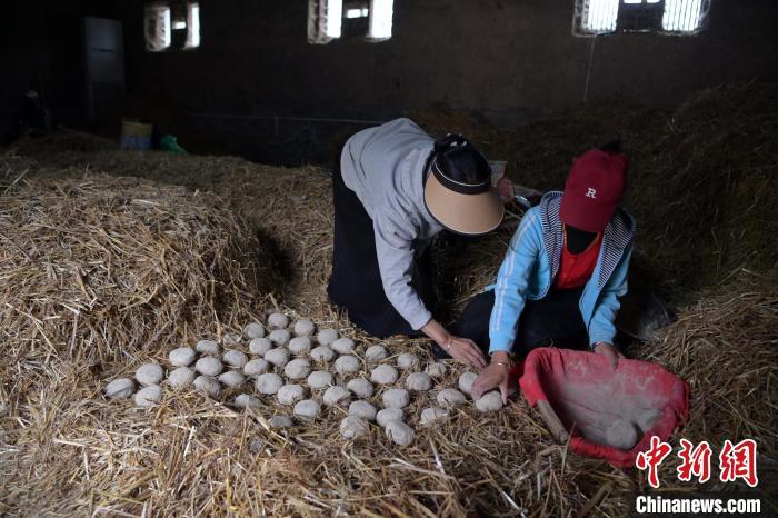 酒曲成型之后入曲房，入室之前要灑水，再鋪青稞草，防止曲塊的水分被吸走，曲房內有通風道、窗戶、暖氣、電熱爐等各種控制曲房溫度的設備。圖為5月10日，工作人員將成型的曲塊搬運到曲房。九美旦增　攝