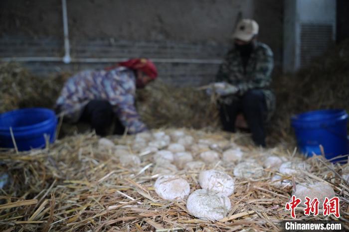 酒曲從曲坯入房培養(yǎng)到培養(yǎng)結束，整個培養(yǎng)周期控制在4至8天，曲坯的要求光滑，軟硬適宜，手按曲坯不松散，結實，薄厚一致。圖為5月10日，工作人員準備將培養(yǎng)好的曲坯拿到外面晾曬。九美旦增　攝