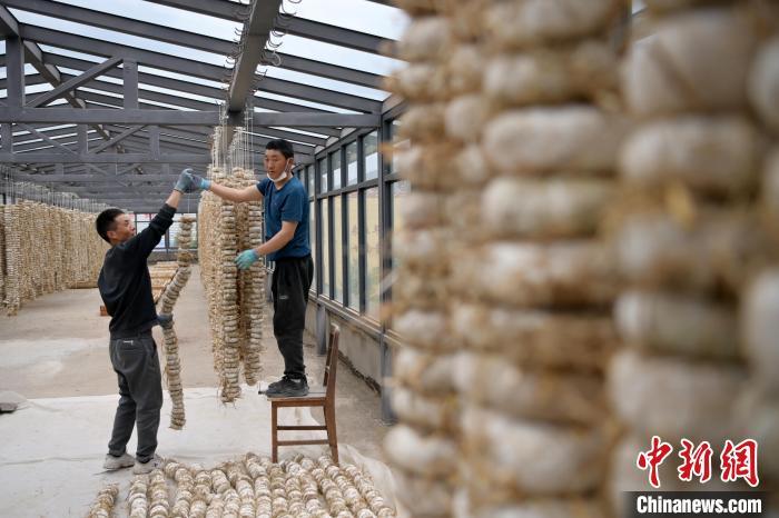 圖為5月10日，工作人員將用青稞面和青稞草等制成的曲坯用繩子串起來晾曬。九美旦增　攝