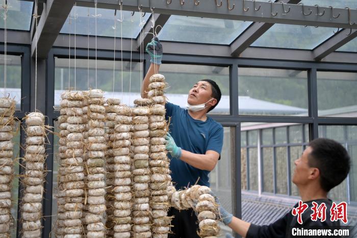 圖為5月10日，工作人員將用青稞面和青稞草等制成的曲坯用繩子串起來晾曬。九美旦增　攝